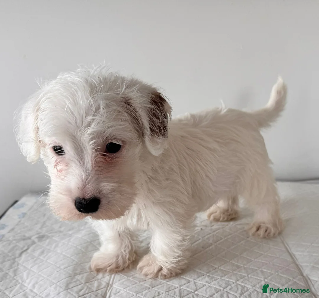 Sealyham Terrier dogs for sale: Last Beautiful Sealyham boy  in Stourport-on-Severn - Advert 3
