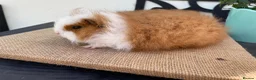Guinea Pig rodents for sale: Swiss boys - Advert 7