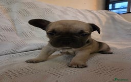 French Bulldog dogs for sale: 4 beautiful French bulldog pups  - Image 11