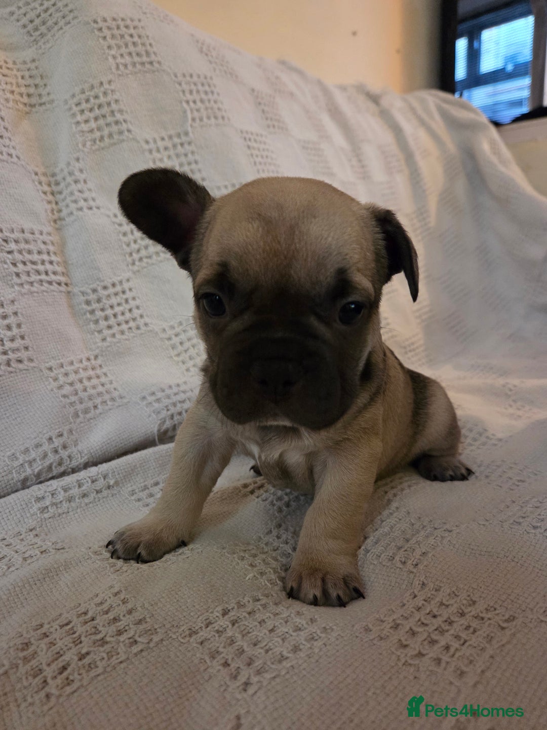 French Bulldog dogs for sale: 4 beautiful French bulldog pups  - Image 11