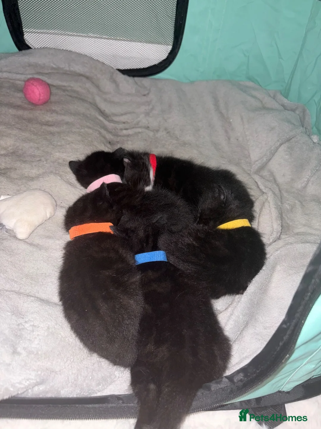Domestic Shorthair cats for sale: 4 beautiful kittens looking for a loving home - Advert 1