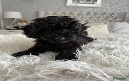 Cavapoo dogs for sale: *1 BOY LEFT - READY NOW* F1B Cavapoo for sale in Mansfield - Image 1