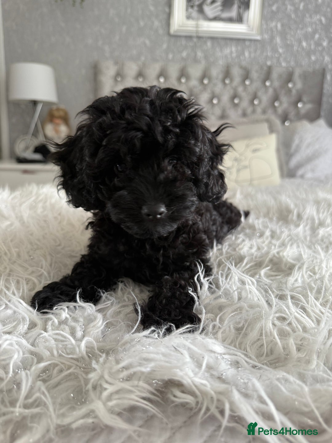Cavapoo dogs for sale: *1 BOY LEFT - READY NOW* F1B Cavapoo for sale in Mansfield - Image 1