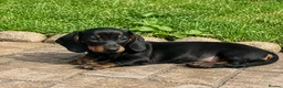 Dachshund dogs for sale: 7 beautiful Dachshunds  - Advert 4