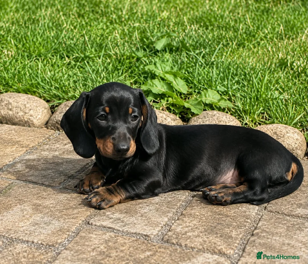 Dachshund dogs for sale: 7 beautiful Dachshunds  - Advert 4