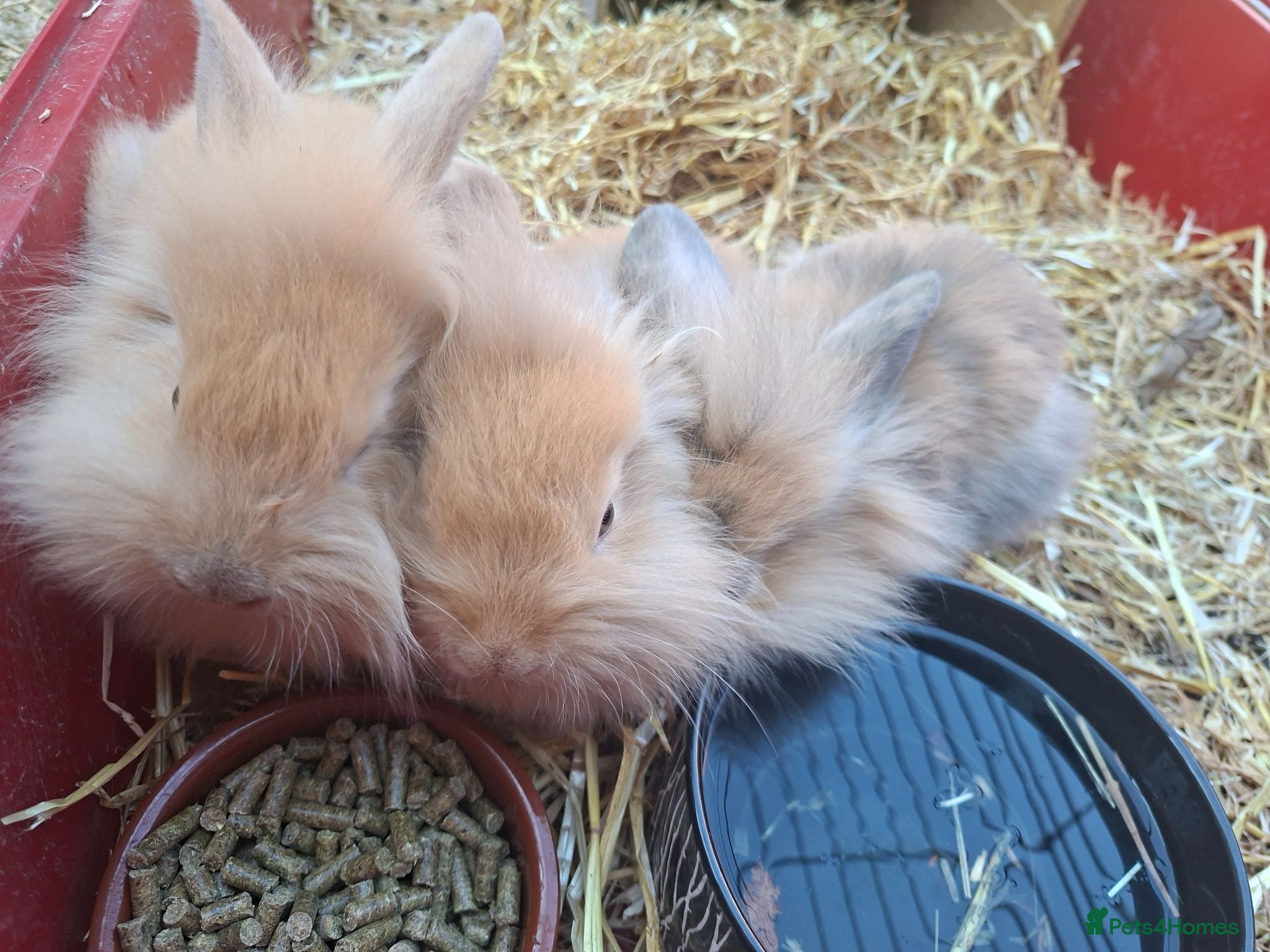 Mixed Breed rabbits Baby rabbits - Advert 1