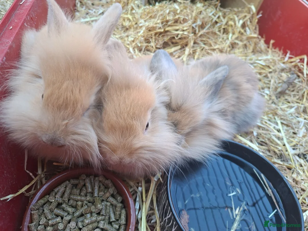 Mixed Breed rabbits for sale: Baby rabbits in Mansfield - Advert 1