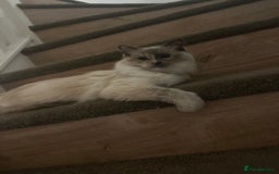 Ragdoll cats for sale: Full breed female rag doll one year and a half - Image 4