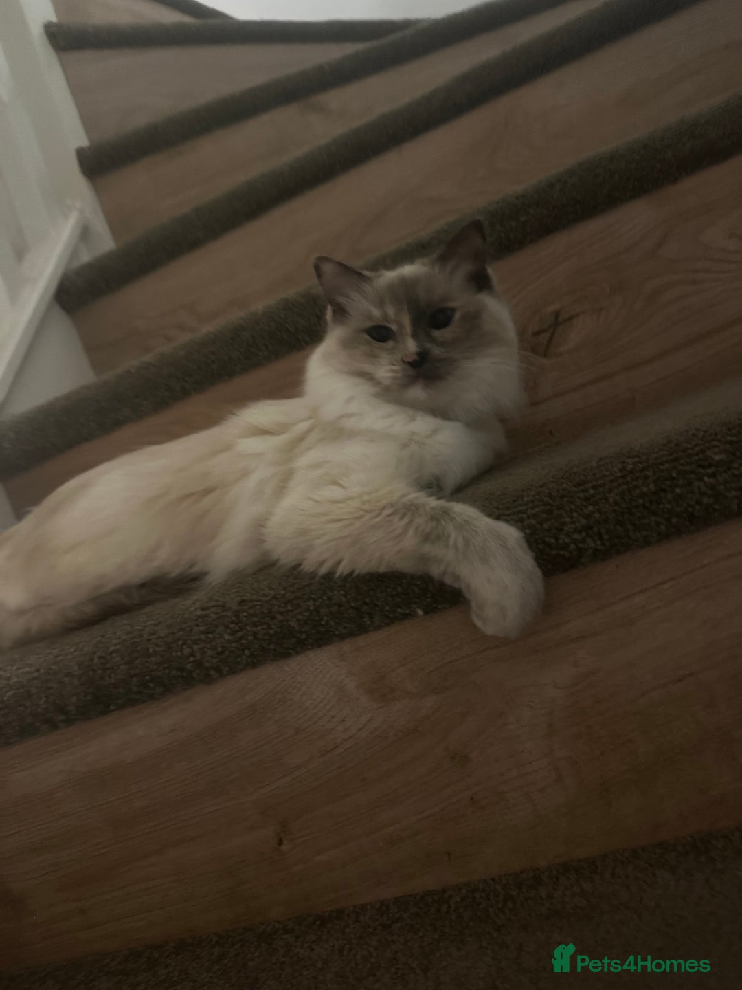 Ragdoll cats for sale: Full breed female rag doll one year and a half - Image 4