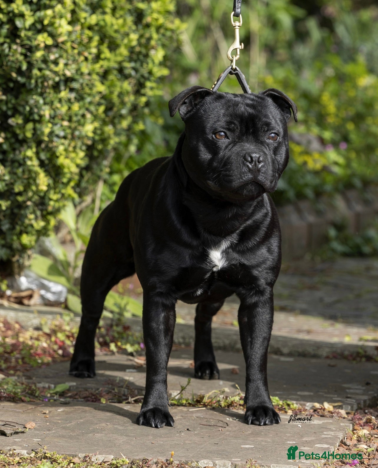 Staffordshire Bull Terrier dogs VALGLO TOP GUN -BLUE CARRIER in Dudley - Advert 18