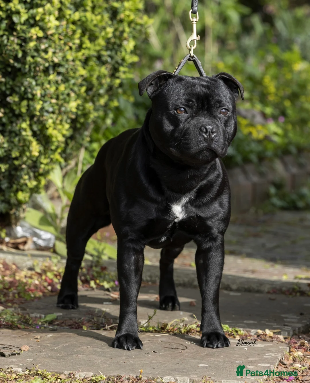 Staffordshire Bull Terrier dogs for stud: VALGLO TOP GUN -BLUE CARRIER in Dudley - Advert 1