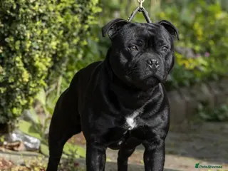 Staffordshire Bull Terrier dogs VALGLO TOP GUN -BLUE CARRIER in Dudley - Advert 1