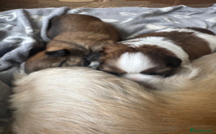 Shih Tzu dogs - Advert 4
