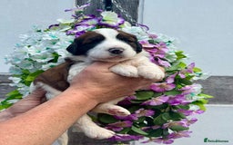 Saint Bernard dogs for sale: F1 st doodles puppies for sale - Image 13