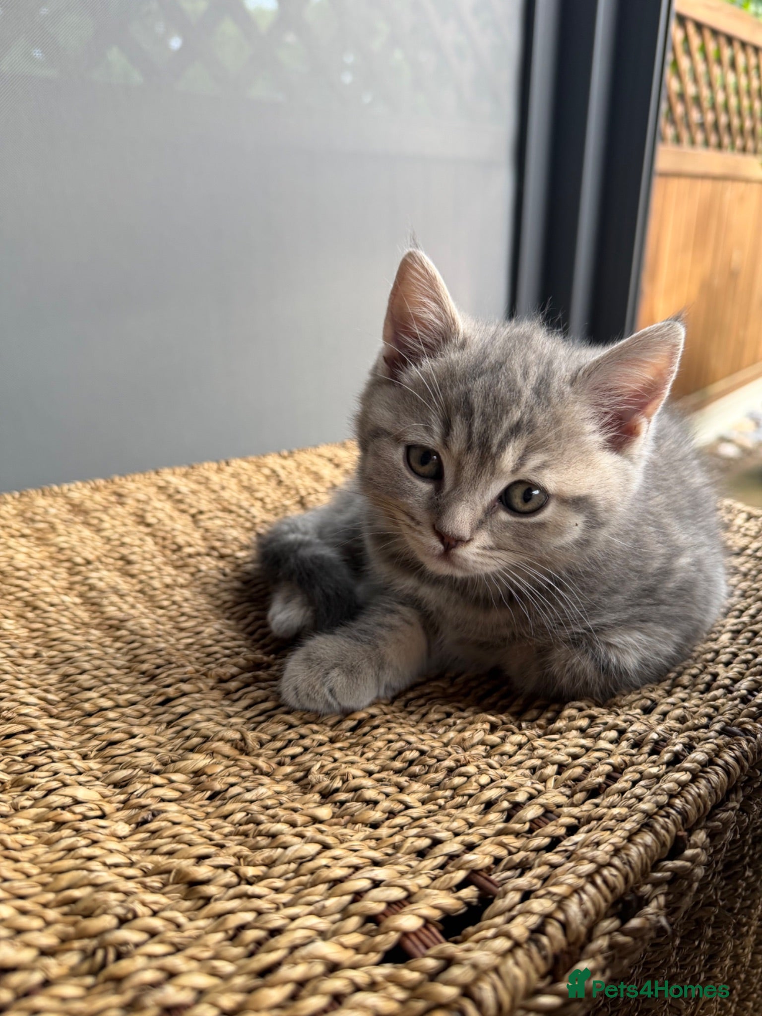 Scottish Fold cats Scottish Fold and Scottish straight kittens. - Advert 2