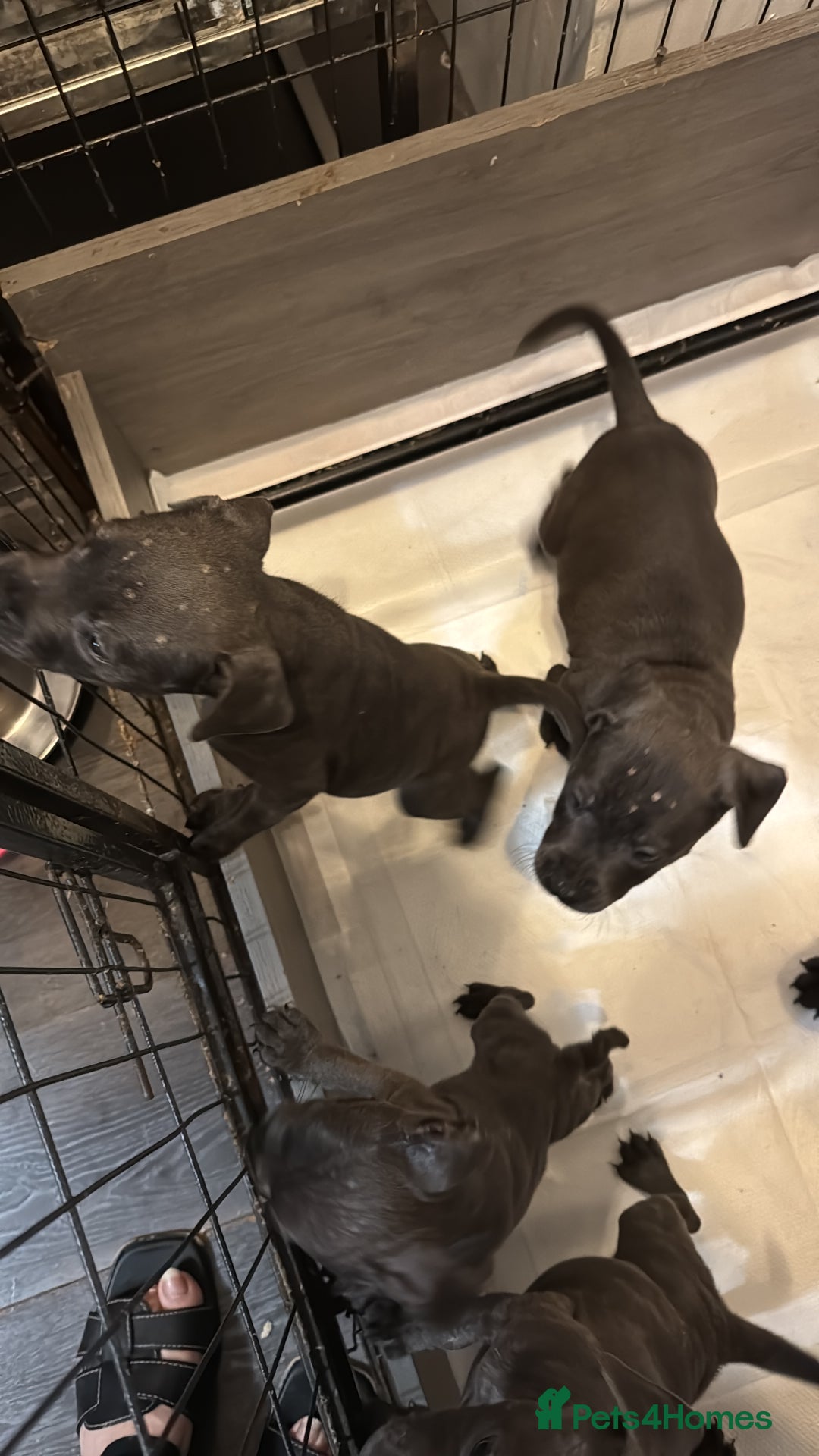 Staffordshire Bull Terrier dogs for sale: 5 boys and 2 girl KC reg staff puppy for sale  - Advert 7