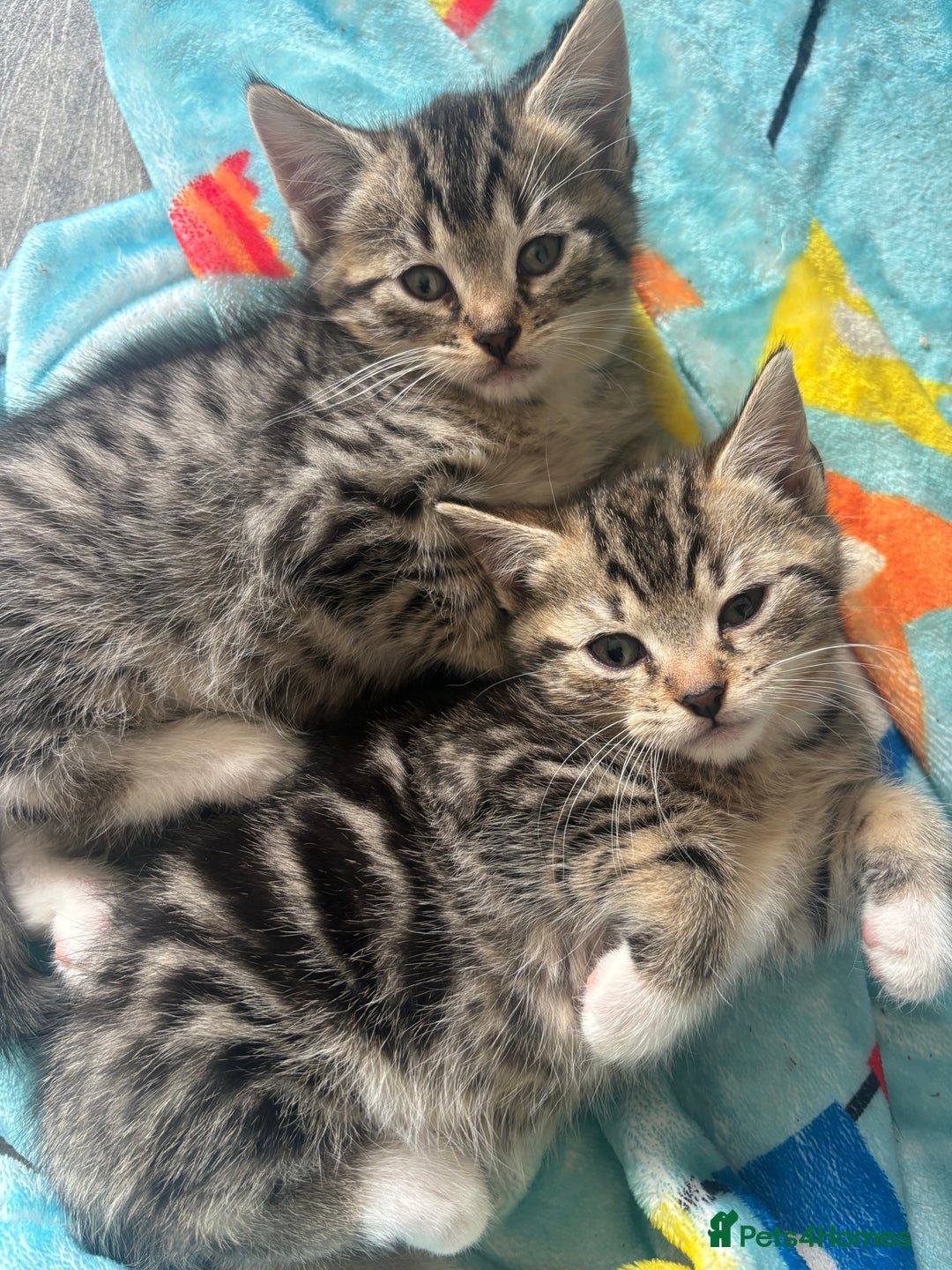 Domestic Shorthair cats for sale: Kittens for sale  - Image 1