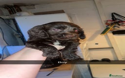 Cocker Spaniel dogs for sale: 7 pups for sale - Image 2