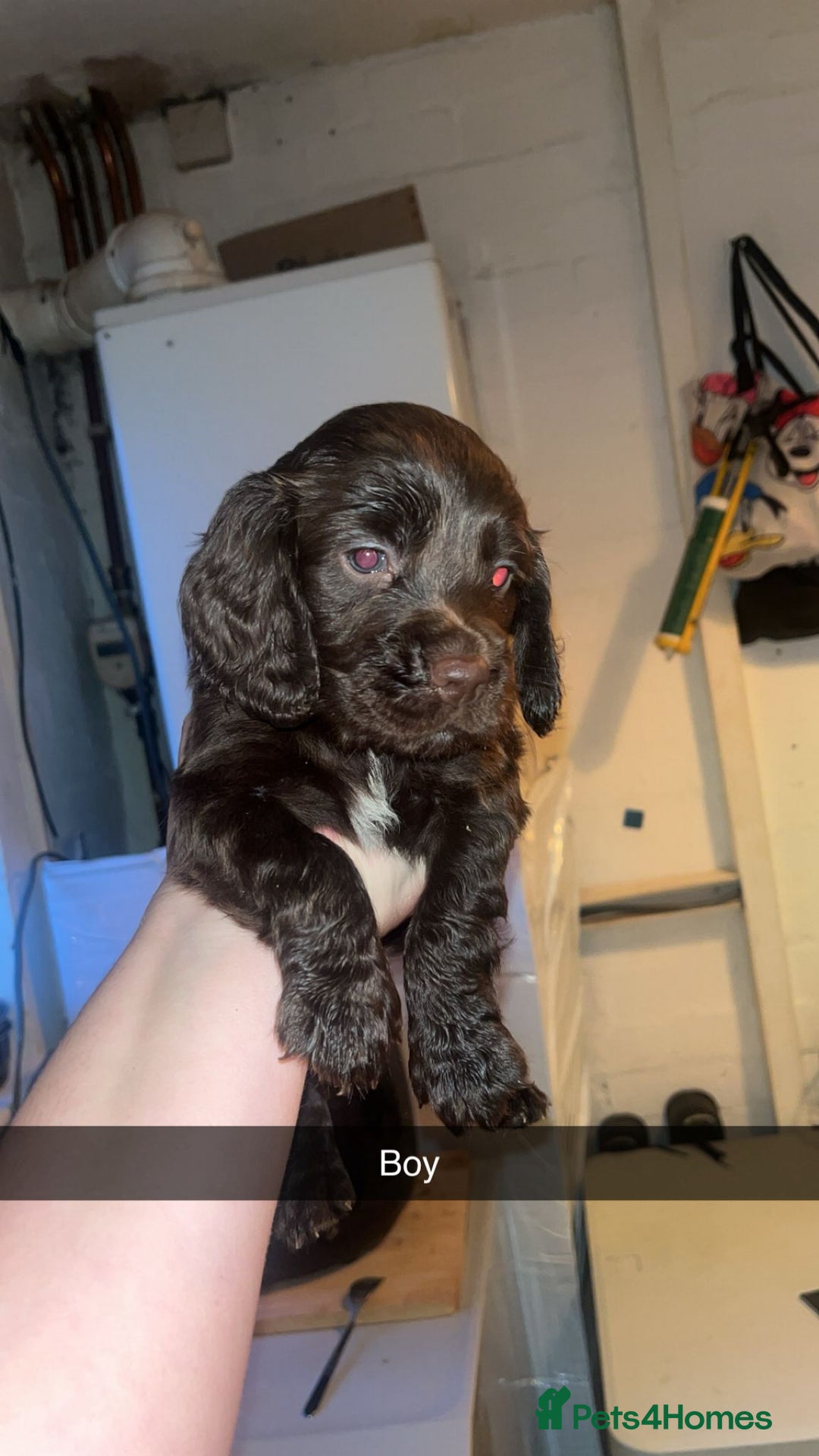 Cocker Spaniel dogs for sale: 7 pups for sale - Image 2