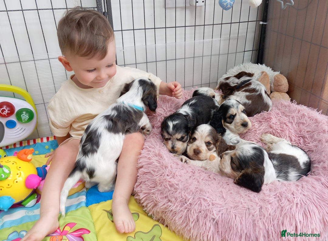 Cocker Spaniel dogs for sale: Stunning Show cocker spaniel puppies Health tested - Image 17