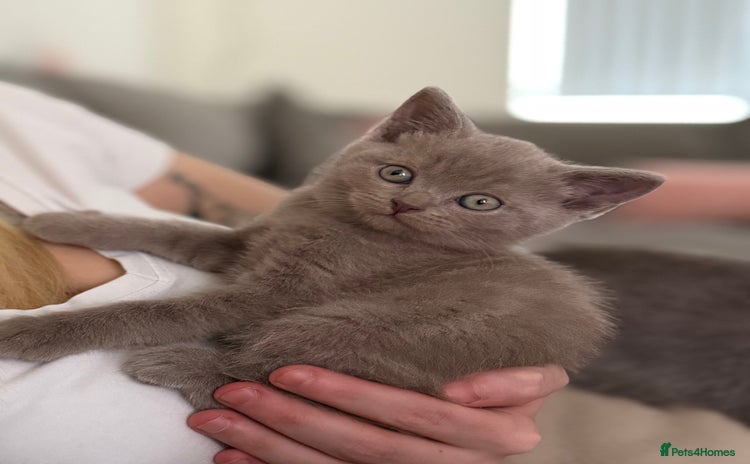 British Shorthair cats - Advert 31