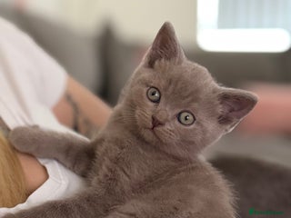 British Shorthair cats - Advert 25