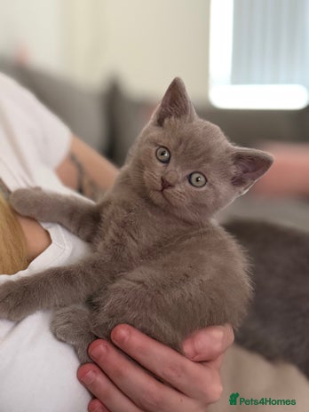 British Shorthair cats - Advert 31