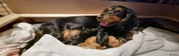 Cocker Spaniel dogs for sale: 🐾 Show Type Cocker Spaniel Boys – 2 Available - Advert 2