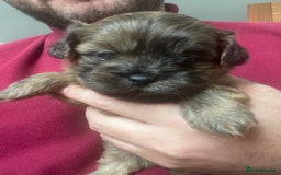 Mixed Breed dogs for sale: Shihpoo  - Image 5