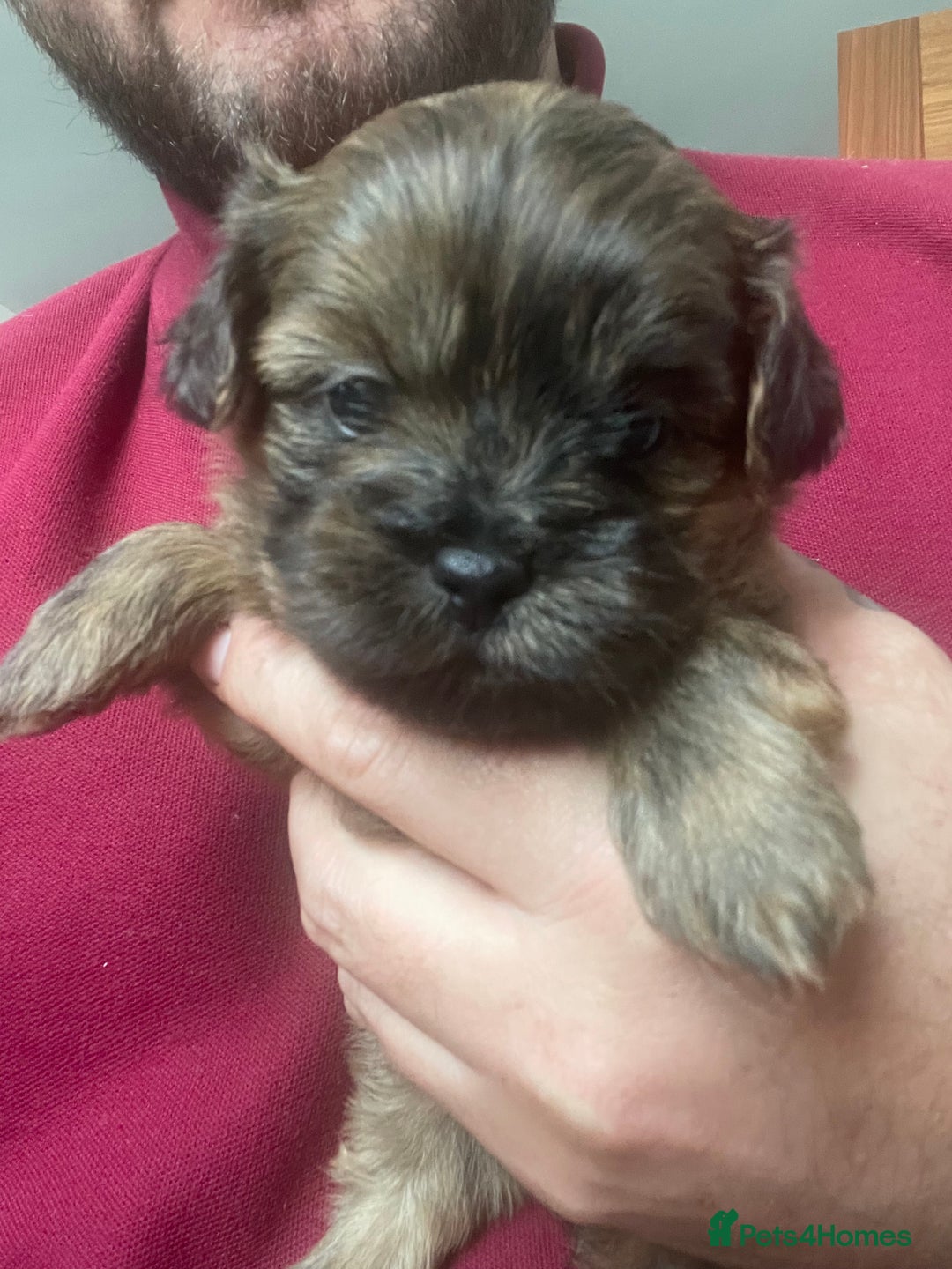 Mixed Breed dogs for sale: Shihpoo  - Image 5