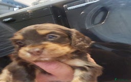 Cocker Spaniel dogs for sale: 3 kc reg working cocker spaniels avaliable  - Image 8