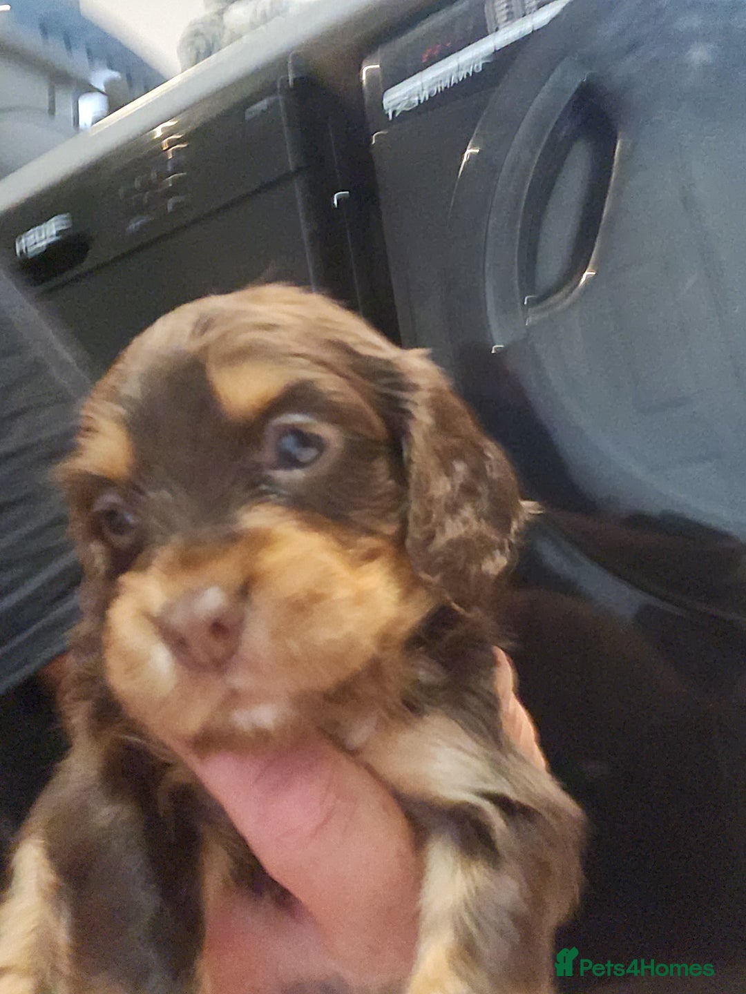 Cocker Spaniel dogs for sale: 3 kc reg working cocker spaniels avaliable  - Image 8