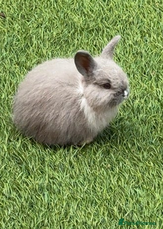 Mixed Breed rabbits - Advert 12