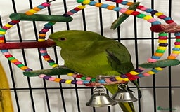 Budgerigars birds for sale: INDIAN RINGNECK - Image 3