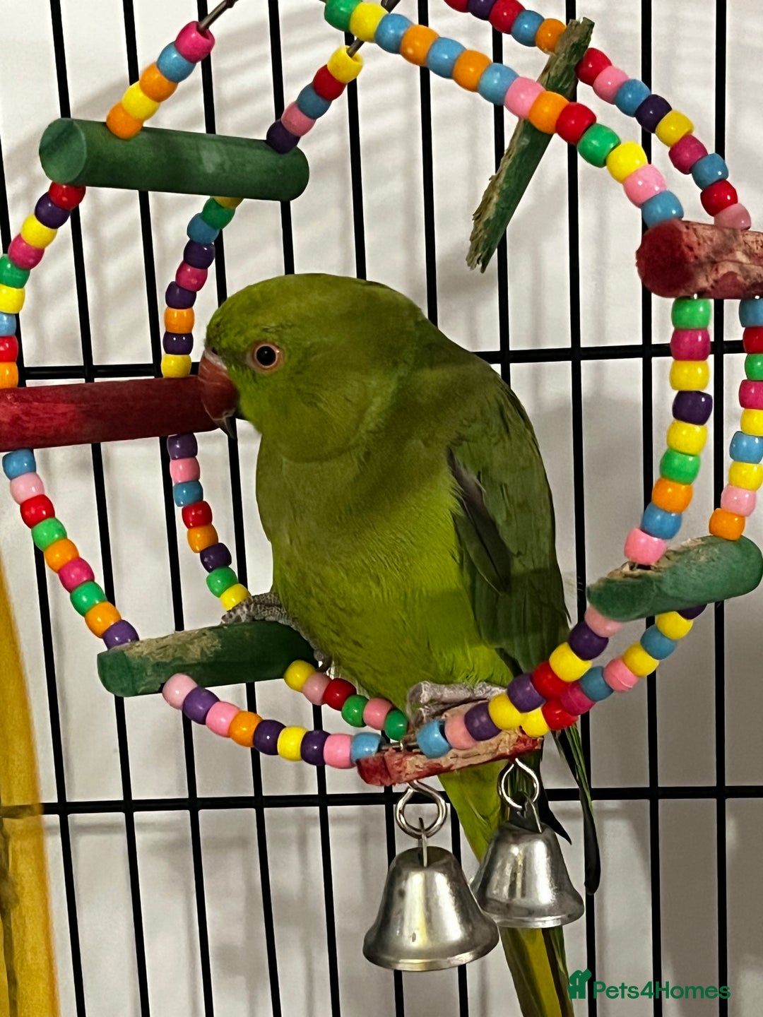 Budgerigars birds for sale: INDIAN RINGNECK - Image 3