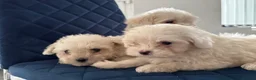 Maltese dogs for sale: Adorable Maltese Puppies Ready for Loving Homes 🐶 - Advert 3