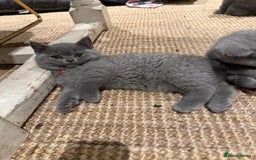 British Shorthair cats for sale: GCCF British Blue Kittens - Ready for  **   **  - Image 7