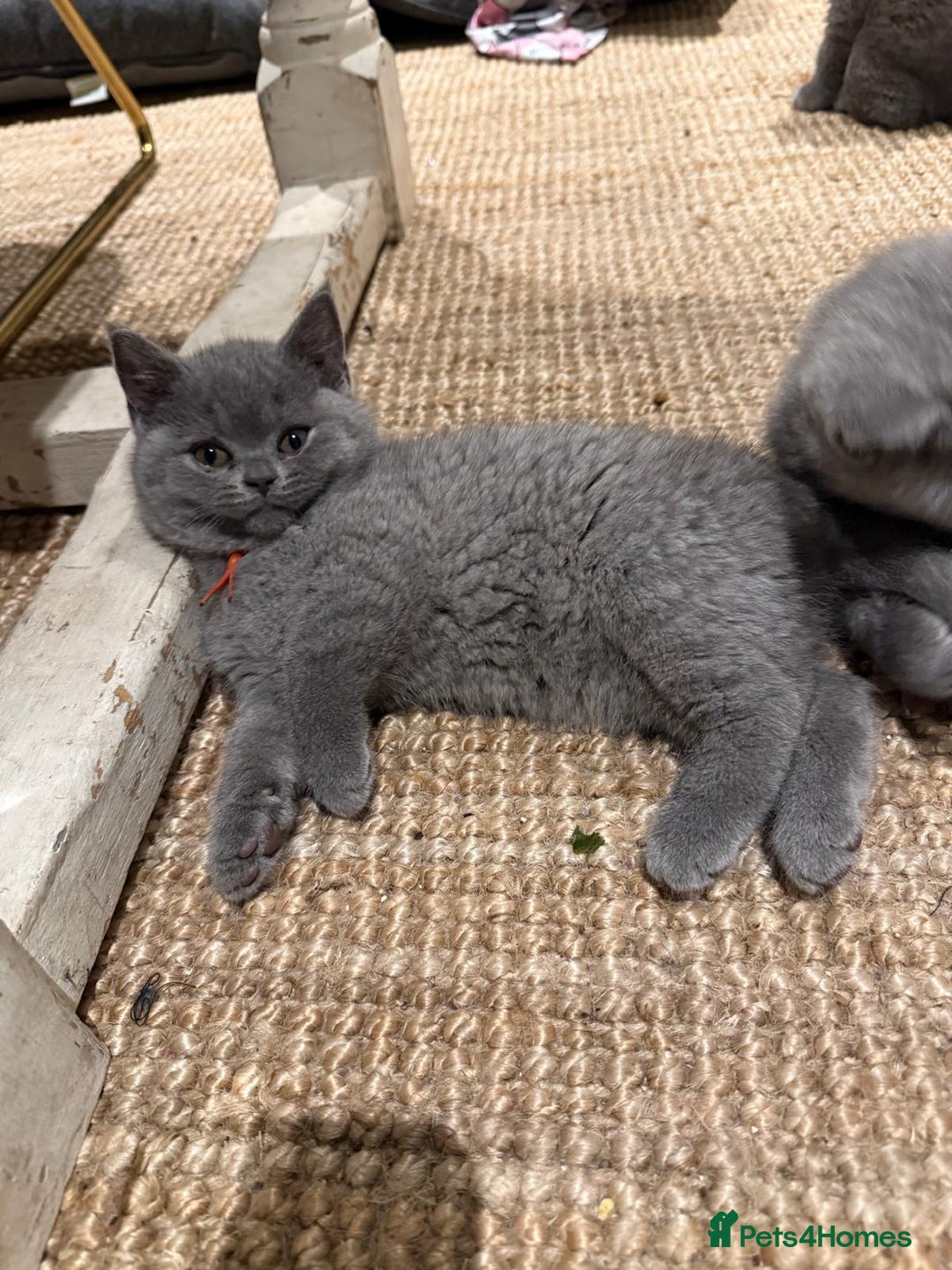 British Shorthair cats for sale: GCCF British Blue Kittens - Ready for  **   **  - Image 7