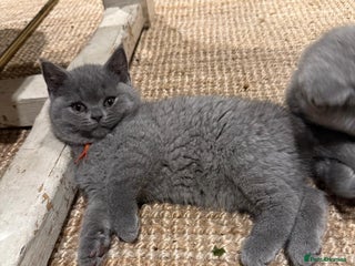 British Shorthair cats 2 GCCF British Shorthair Kittens left. Ready to Go - Advert 3