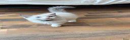 Ragdoll cats for sale: Ragdoll kittens for sale  - Advert 29