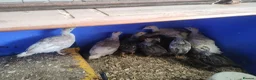Chickens poultry for sale: Chickens,pullets and turkey's  - Advert 2