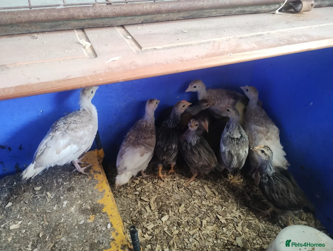 Chickens poultry for sale: Chickens,pullets and turkey's  - Advert 2