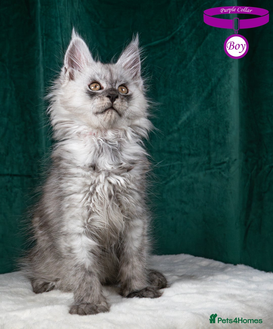 Maine Coon cats for sale: XL PEDIGREE TICA REGISTERED MAINE COON KITTENS - Advert 15