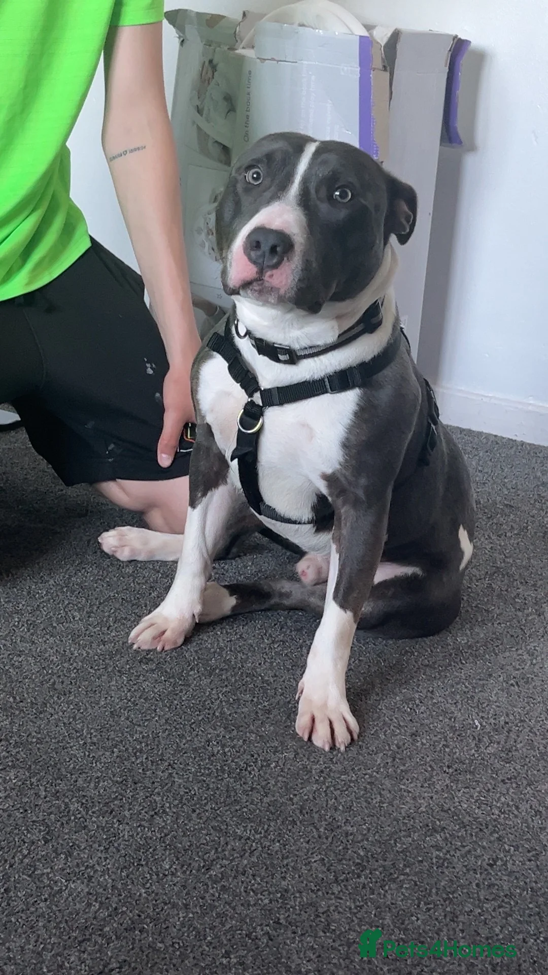 Mixed Breed dogs for sale: Rocky in Perth - Advert 2