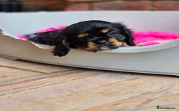 Cavalier King Charles Spaniel dogs for sale: KC Reg Black & Tan Cavalier Girl Puppies  - Image 8