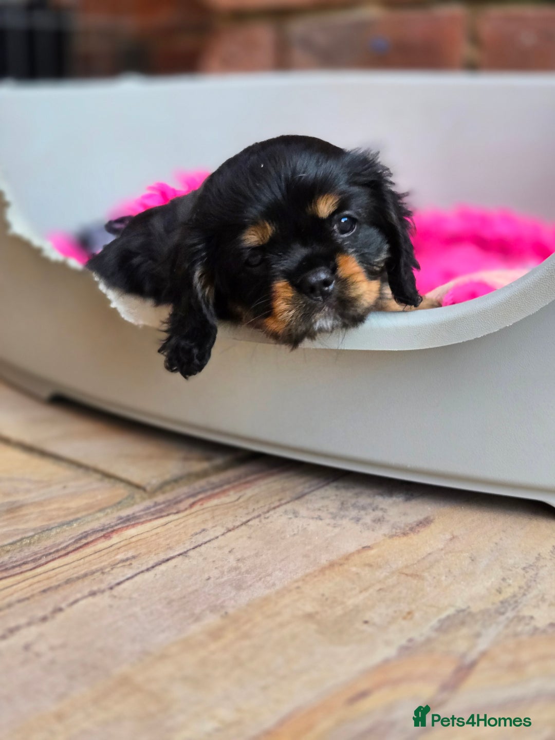 Cavalier King Charles Spaniel dogs for sale: KC Reg Black & Tan Cavalier Girl Puppies  - Image 8