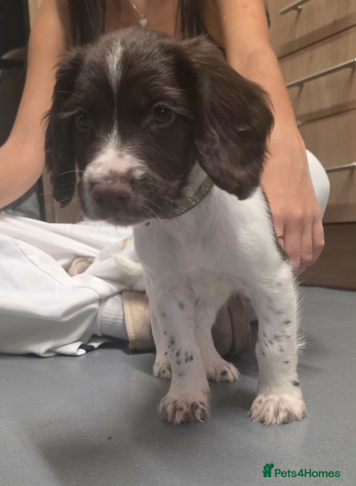 English Springer Spaniel dogs English Springer Spaniel Puppies  - Advert 2