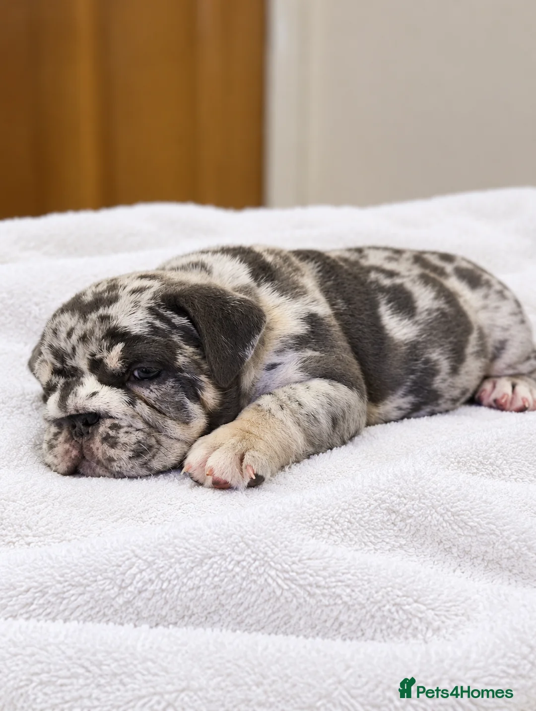 English Bulldog dogs for sale: English Bulldogs Puppies - Advert 2