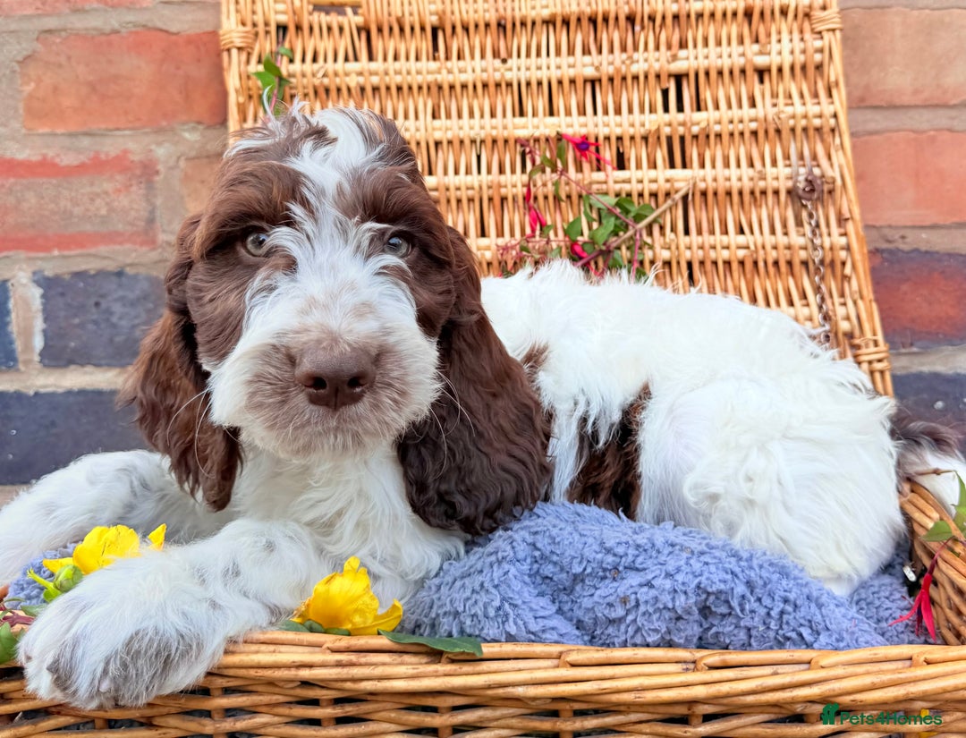 Cockapoo dogs for sale:  cockapoo puppies **READY GO GO** - Image 6