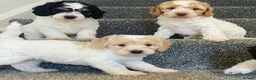 Cockapoo dogs for sale: READY - 1 BOY left 🐶Cockapoos🐶 parents tested  - Advert 21